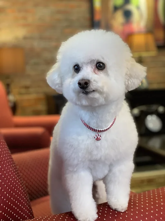 暖暖 freshly groomed, sitting