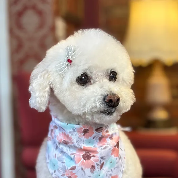暖暖 (Yumi), a cream miniature poodle in a floral bandana