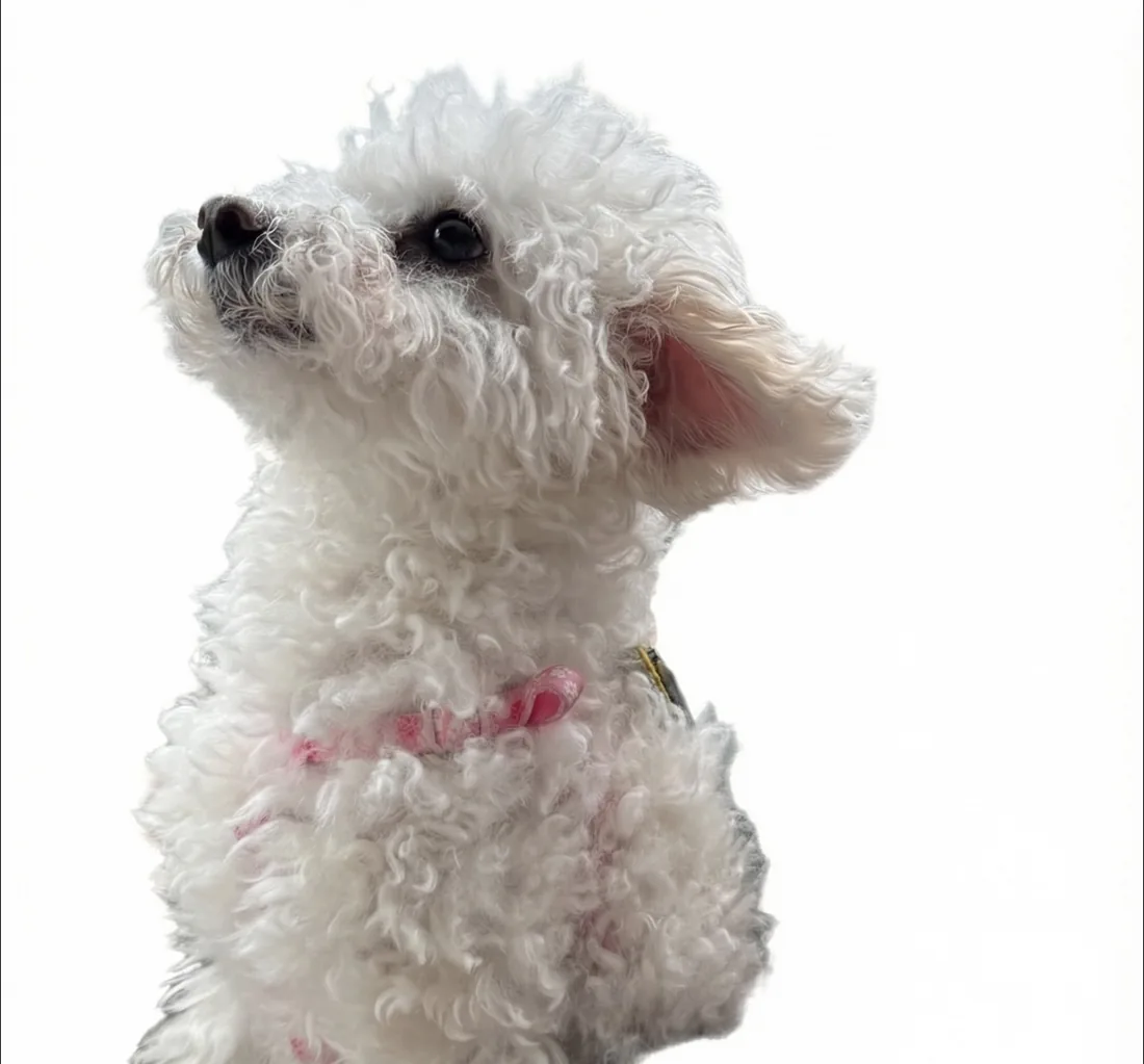 Yumi, a white miniature poodle with a pink collar, looking at the camera